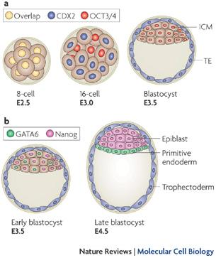Stem cells and Epiblast ES Organism itself Extra-embryonic tissues (yolk sac, placenta) Hemberger et al.