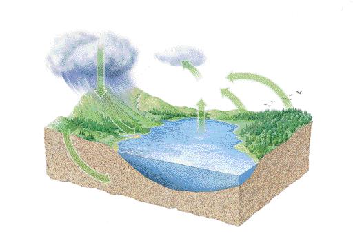 Water cycles through ecosystems. Water is stored on Earth s surface in lakes, rivers, and oceans. Water is found underground, filling the spaces between soil particles and cracks in rocks.