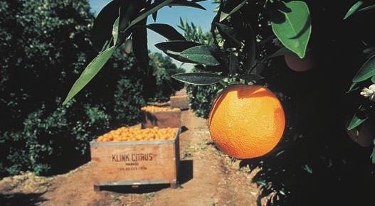 Chapter 21 Succeeding in Our Economic System 433 the orange crop, the supply is low and prices are high. When the supply increases, creating a surplus, orange prices go down. See 21-2.