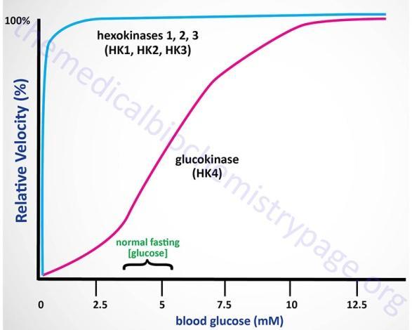 Hexokinase is inhibited by glucose-6-phosphate, but glucokinase is not.