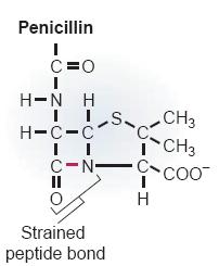 Penicillin It is a transition-state analog to glycopeptidyl transpeptidase, which is required for synthesis of the bacteria cell wall.