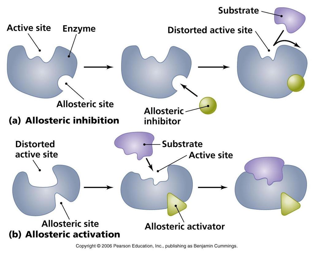 Allosteric modifiers Allosteric enzymes bind modifiers at the allosteric site, a site that is physically separate from the catalytic site.