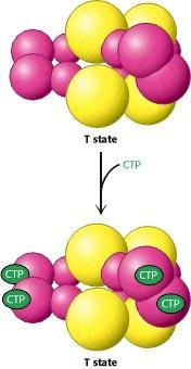 Aspartate transcarbamylase-regulation ATCase is inhibited by CTP, the endproduct inducing a major rearrangement of subunit positions stabilizing the T