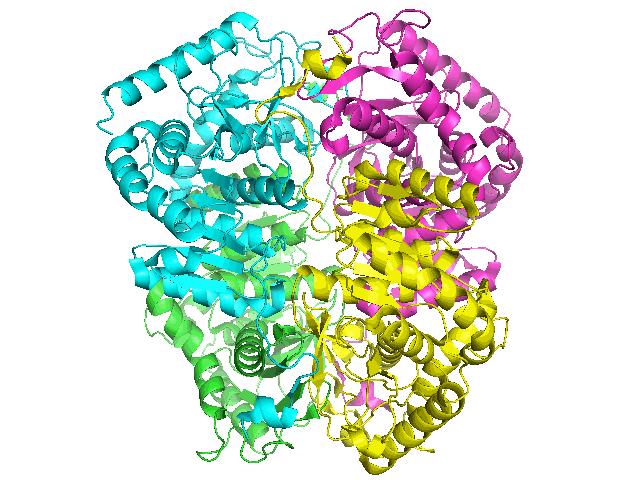 Lactate dehydrogenases (LDH) LDH is a tetrameric enzyme composed of a