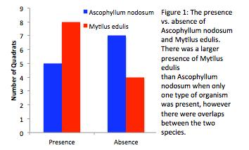 The second portion of the study showed that there was a difference among the three species, Mytilus edulis, Ascophyllum nodosum, and Balanus balanoides, in terms of the vertical heights of their