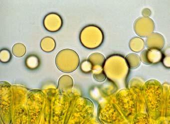 Algae and energy: Learning from History Also about a century ago,