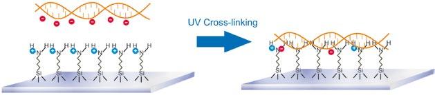 probes are covalently linked to the slide surface by either heating, or a brief exposure to ultraviolet (UV) light.