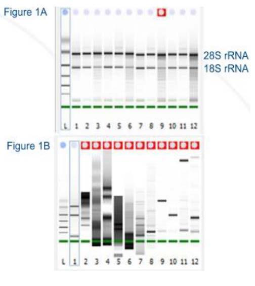 IMPROVING RNA EXTRACTION FROM MOUSE TISSUES USING THE PRECELLYS 24 Pharmaceutical Company, San Francisco, California / CONTEXT The time spent on sample processing is often time consuming and arduous