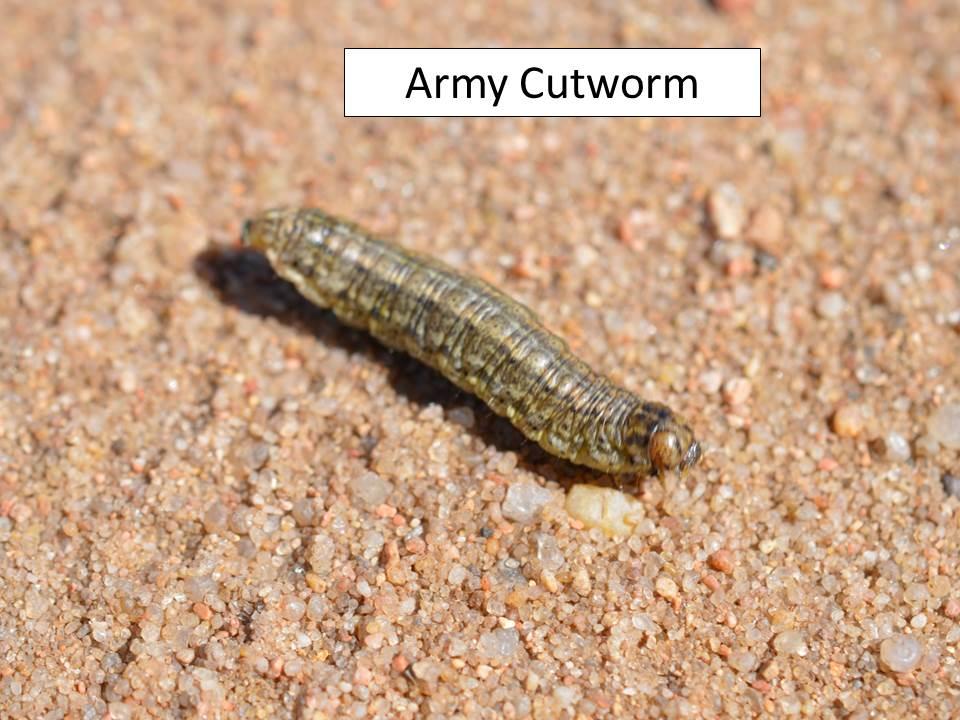 Unlike other cutworms, only above ground plant parts are consumed, giving plants the appearance of being grazed by cattle.