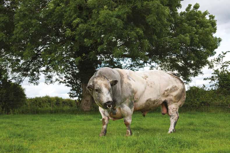 AI bulls have undergone rigorous selection criteria (calving difficulty survey and disease testing for example) Less physical danger as there is no bull on the farm How to Estimate the expected