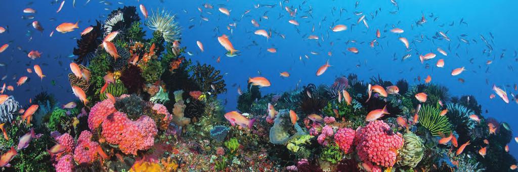 Coral Conservation in Times of Change: Adaptive Reefscapes There is hope for coral reefs. Scientific research shows that corals can adapt to changing conditions.