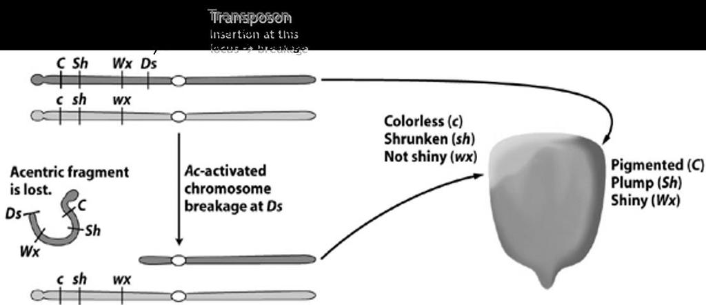 insertion of the transposable element (Ds) into a specific locus would cause the chromosome to break,