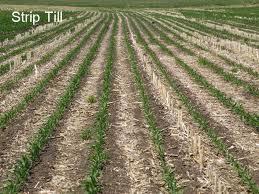 . Different types of conservation tillage are as fallows a. Minimum Tillage -Minimum soil manipulation necessary to meet tillage requirements c.