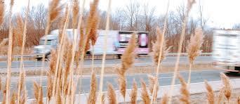 Forestry Exception Phragmites impacting visibility on highway right of way = Public