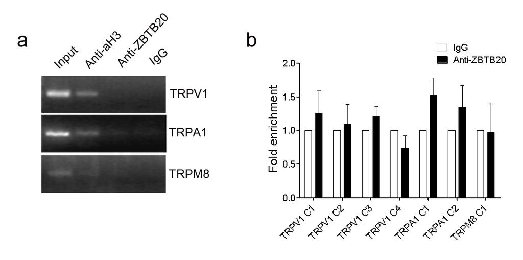 Supplementary Figure 7. ZBTB20 does not bind to the promoters of TRPV1, TRPA1 and TRPM8 genes.
