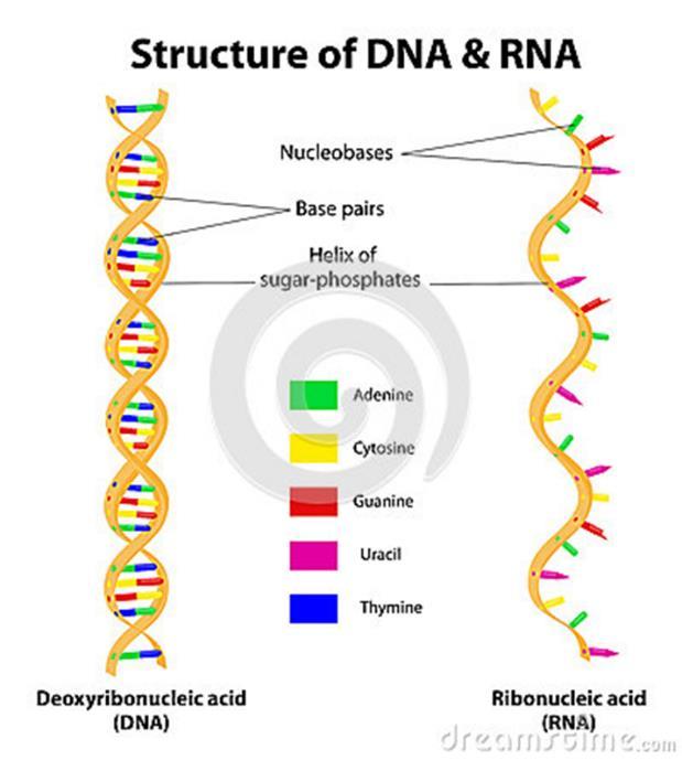 RNA v DNA RNA, like DNA, is a nucleic acid. However, RNA differs from DNA in several ways.