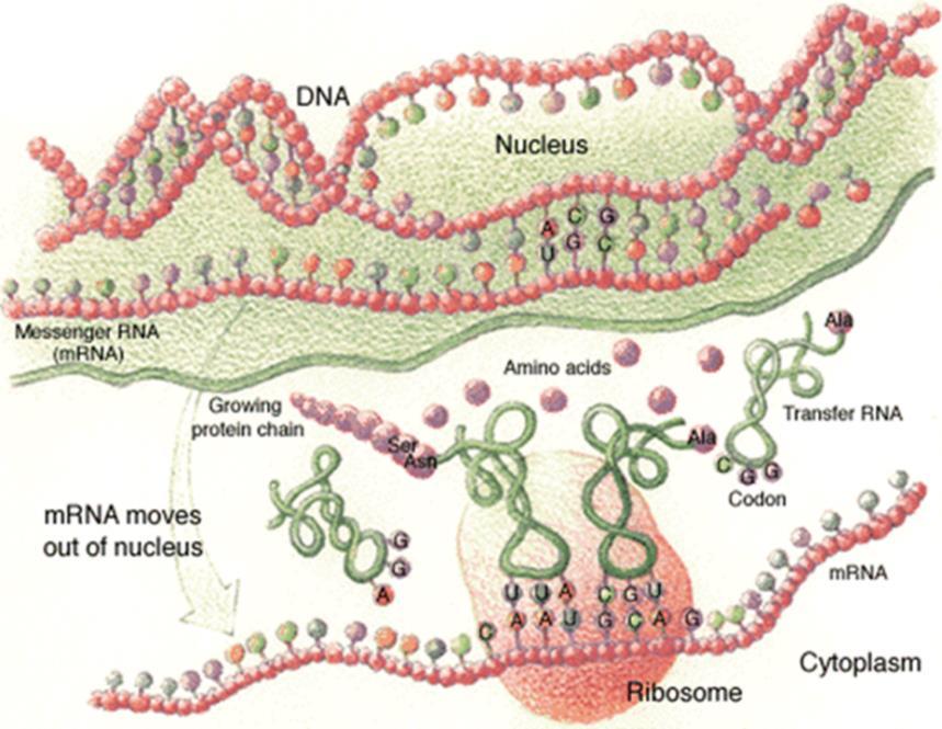 Messenger RNA (mrna) copies the genetic instructions from DNA in the nucleus, and carries them to the cytoplasm.