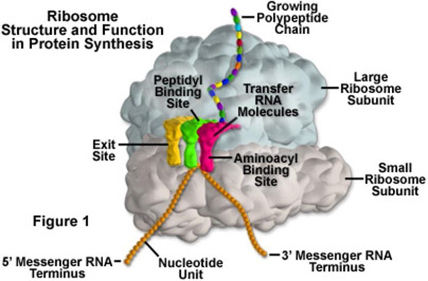 Ribosomes Made of a large and small subunit Composed of rrna (40%) and proteins (60%) Have two sites for trna attachment --- P & A Translation mrna leaves the nucleus through its