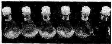 Suppression of aerial hyphae by Postia placenta 293 Fig. 3. Growth of MAD698 in liquid medium diluted with sterile. deionized water.