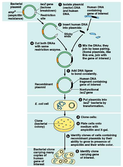 Let s review with pictures. The process of cloning a human gene in a bacterial plasmid can be divided into five steps.