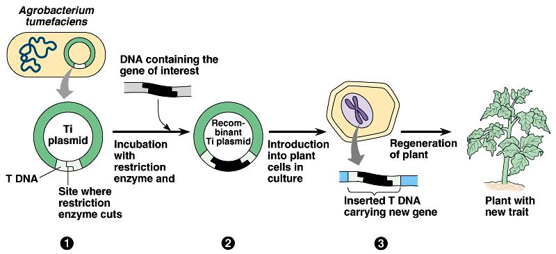 The recombinant plasmid can be put back into Agrobacterium, which then