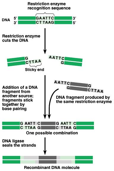 Restriction enzymes and DNA ligase can be used to make recombinant DNA, DNA that has been spliced together from