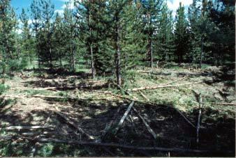 Figure 3 Site after drum shredder treatment. Grinding Slash Piles The Ford tractor with Woodsman head was also used to treat slash piles at a log landing.