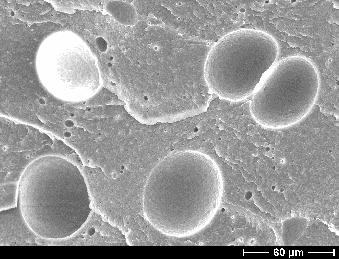 Figure 1 SEM micrograph of cells