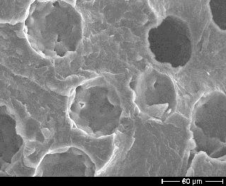 micrograph of cells along Figure