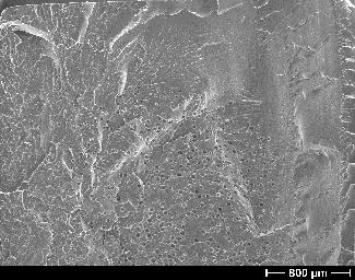 micrograph of cells Figure 6 SEM