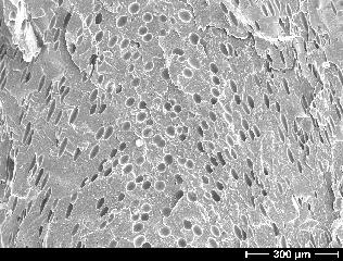 Figure 8 SEM micrograph of
