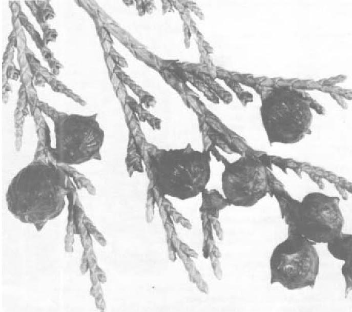 the north. In Alaska, seeds ripen in mid-september and are shed during dry periods in the fall and early winter. Empty cones may remain on trees for several years.