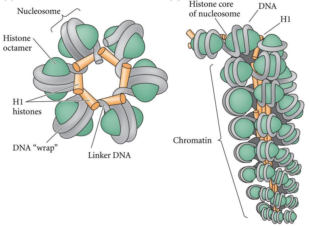 Chromatin Structure ~140 bp ~60 bp Transcriptional Regulation: 1.