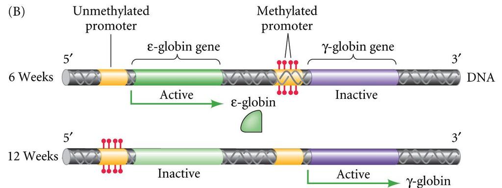 DNA Methylation vertebrates; not Drosophila, nematodes, inverts methylation stabilizes nucleosome; stable nucleosome = transcriptional repression degree of methylation is proportional