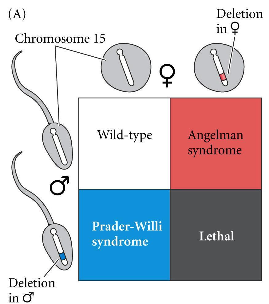 Genomic Imprinting Special case of DNA methylation Alleles from maternal and paternal genome are