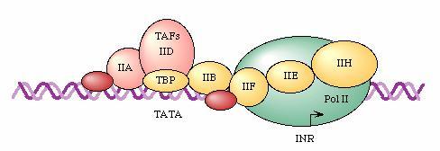 Promoters and Enhancers RNA polymerase binds to promoter at the TATA box however, Pol II cannot initiate transcription alone various proteins bind to regulatory sequences upstream and