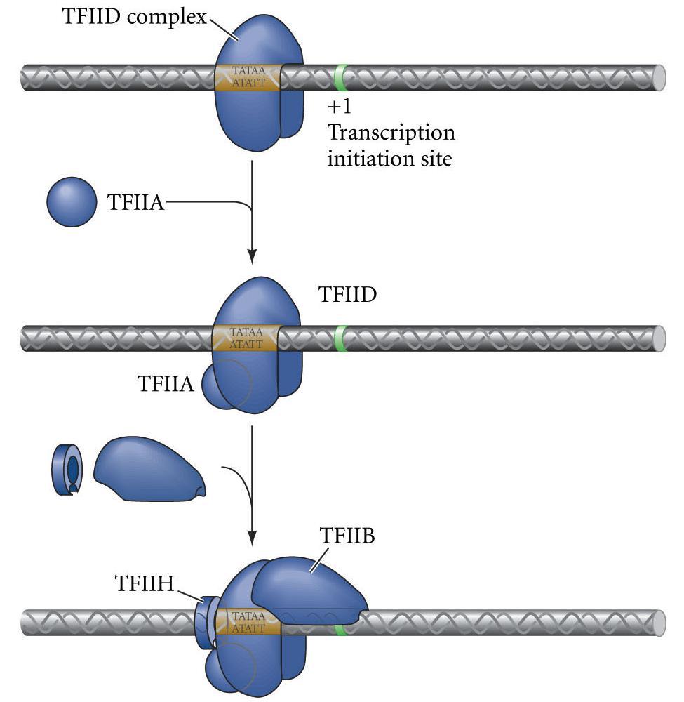Eukaryotic Transcription Initiation Complex basal transcription factors: sequential binding binding mediated by small proteins TBP associated factors (TAFs) mediator complex 1.