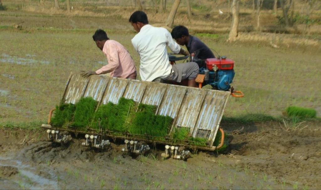 Direct-sowing of aerobic rice