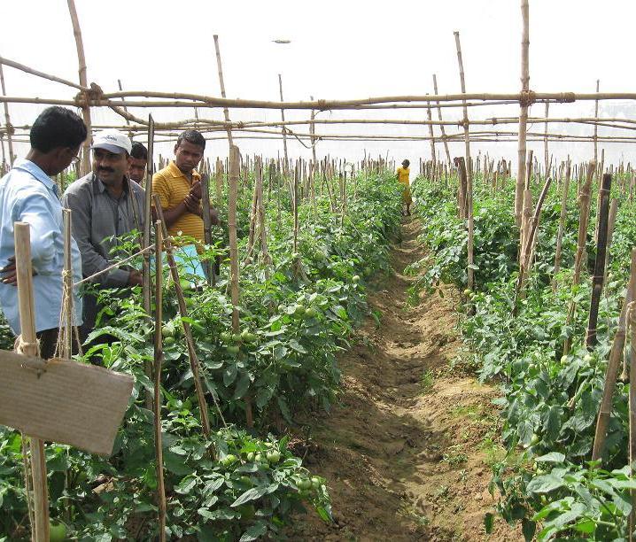 III. New skills & practices for assured farm income Hybrid Tomato Seed Production in West Bengal Small-scale trials began in 2009-10. Initial training from growers in Maharashtra.