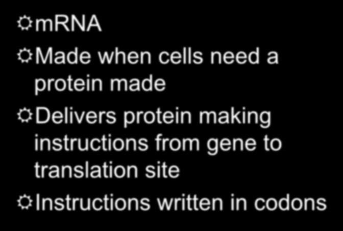 The GENETIC CODE Messenger RNA mrna Made