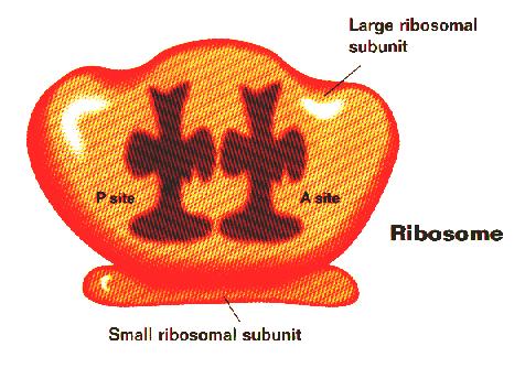 The GENETIC CODE Ribosomal RNA