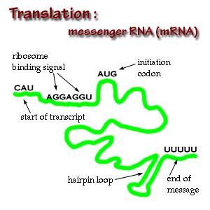 The GENETIC CODE Translation process 1.