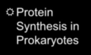 Protein Synthesis Protein Synthesis in