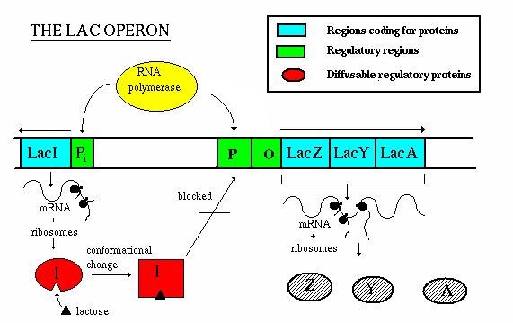 Regulating Protein Synthesis Lac Operon 4.