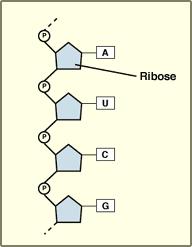 Decoding the Information in DNA RNA 3.