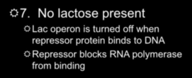 Regulating Protein Synthesis Lac Operon 7.