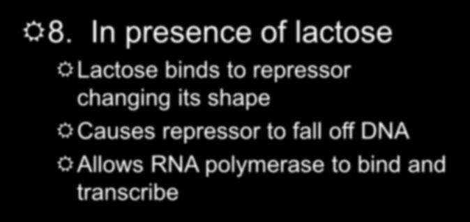 Regulating Protein Synthesis Lac Operon 8.