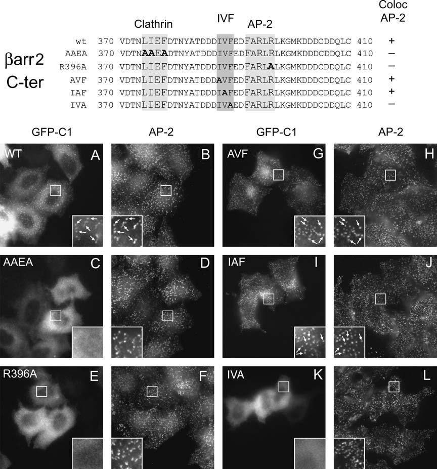 Burtey et al. Figure 2: Role of the IVF motif in CCP targeting. Upper panel: Sequences of C-terminal fragment of rat barr2 and of mutants of the IVF motif, the AP-2 or clathrinbinding site mutants.