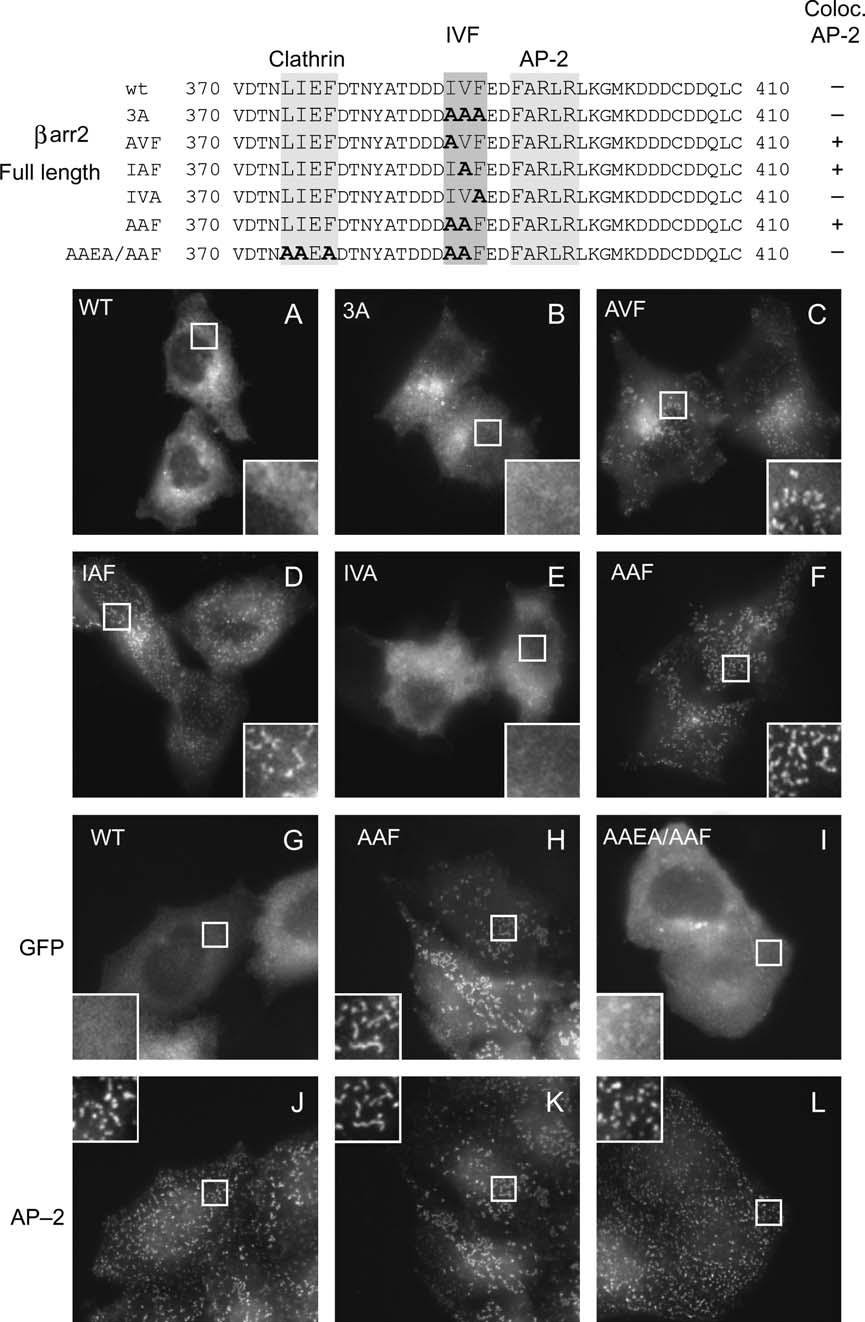 Burtey et al. Figure 4: Plasma membrane distribution of IVF motif mutants. Upper panel: Sequences of wild type rat barr2 and of mutants of the IVF motif.
