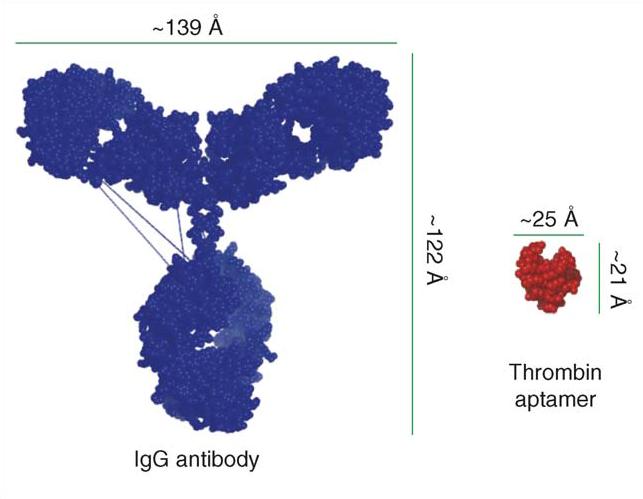 A therapeutic battle: Antibodies vs. Aptamers 13/20 Antibodies are sensitive molecules. By changing the conditions (e.g. ph, temperature, salt concentration) denaturation may occur.